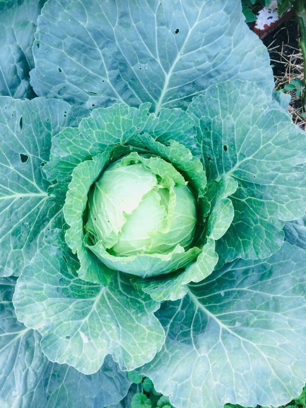 Cabbage, Golden Acre Heritage Abound